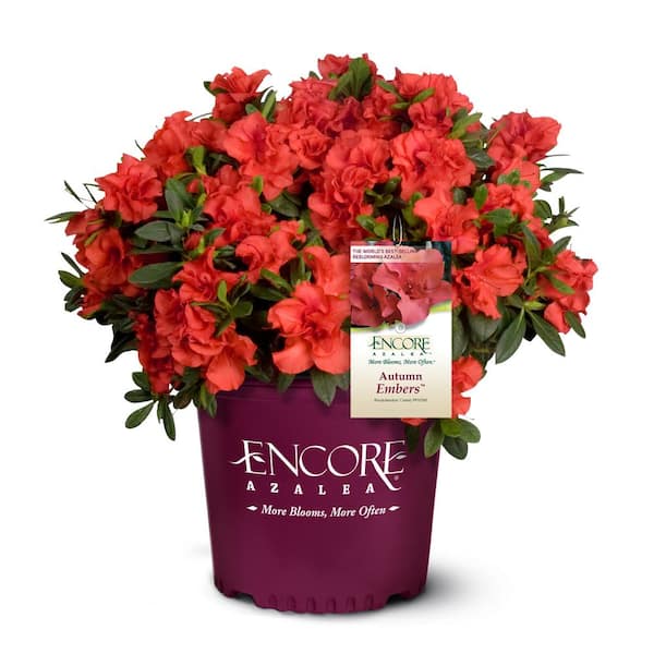 ENCORE AZALEA 2 Gal. Autumn Embers Shrub With Semi Double Red-Orange ...