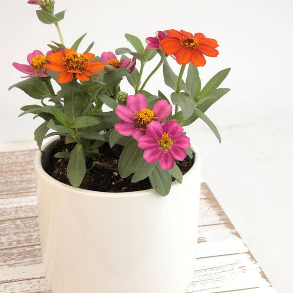 Vigoro 2.6 Qt. Zinnia Plant 1000041891 - The Home Depot