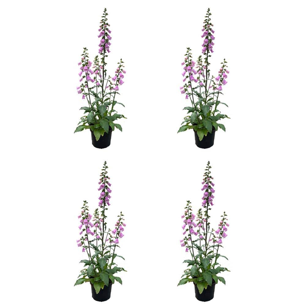 2.5 qt. Perennial Digitalis Pink (4-Pack)