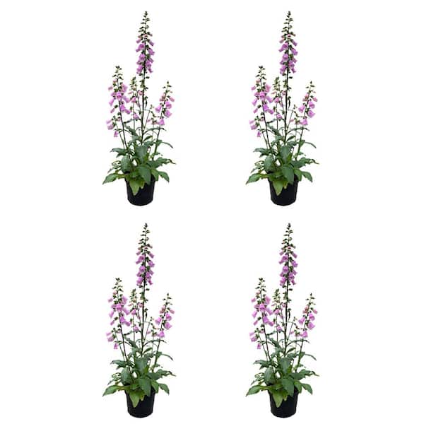 Unbranded 2.5 qt. Perennial Digitalis Pink (4-Pack)