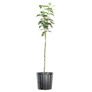 4-5 ft. Tall Shinko Asian Pear Tree in Grower's Pot, Delicious Fruit