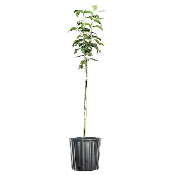 Perfect Plants 4-5 ft. Tall Shinko Asian Pear Tree in Grower's Pot, Delicious Fruit