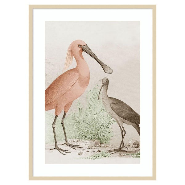Amanti Art Antique Chroma Waterbirds II by Unknown 1 Piece Framed Giclee Animal Art Print 41 in. x 30 in.