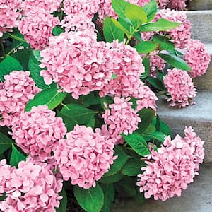 2.25 Gal. Pot Forever Pink Hydrangea, Live Deciduous Flowering Shrub (1-Pack)