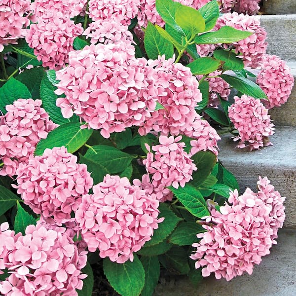 Spring Hill Nurseries 2.25 Gal. Pot Forever Pink Hydrangea, Live Deciduous Flowering Shrub (1-Pack)