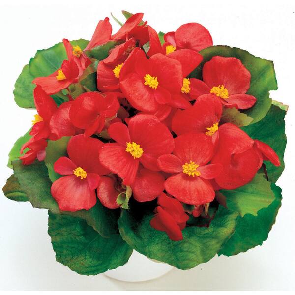 BELL NURSERY 4 in. Red Green Leaf Begonia Annual Live Plant, Red Flowers  (Pack of 6) BEGON4GLR6PK - The Home Depot