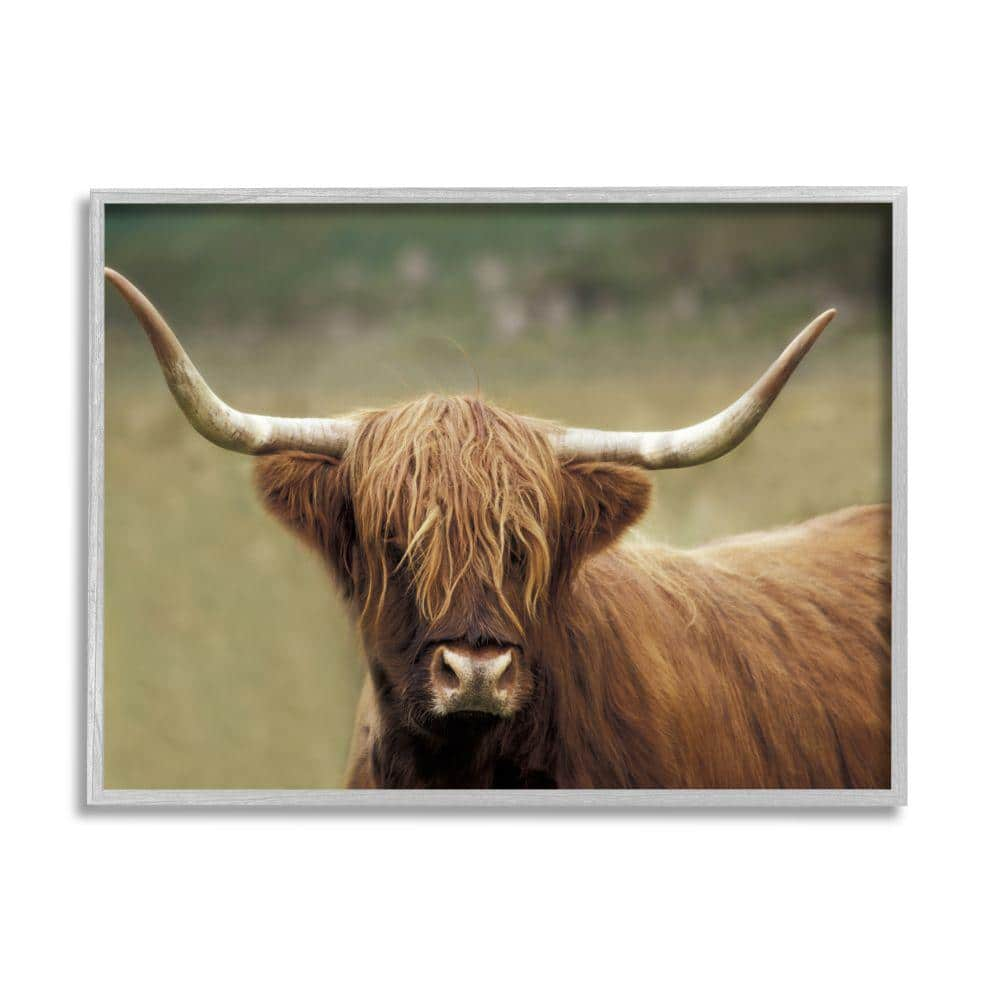 Cattle Shaggy Country Animal Portrait Photography By Danita Delimont Framed Print Animal Texturized Art 24 in. x 30 in -  Stupell Industries, ai-757_gff24x30