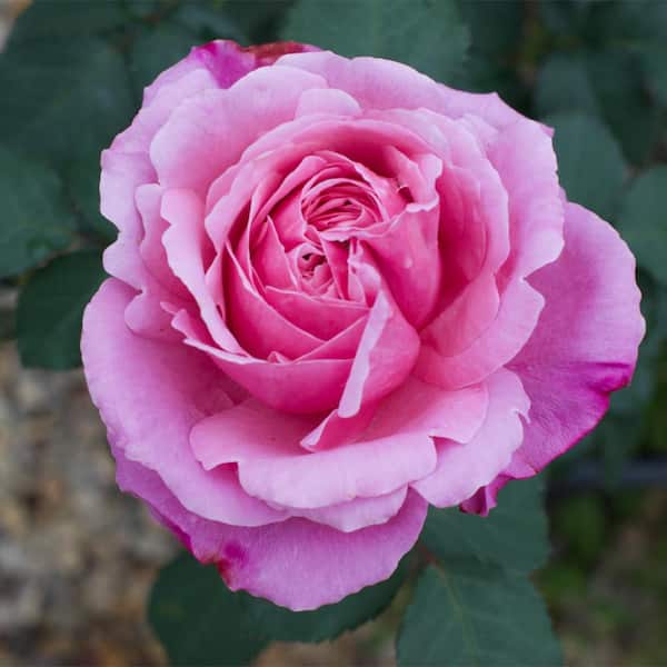 Vigoro 2 Gal. Cathedral Falls Rose with Pink Flowers in Decorative