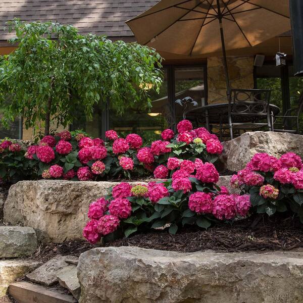 Summer deals crush hydrangea