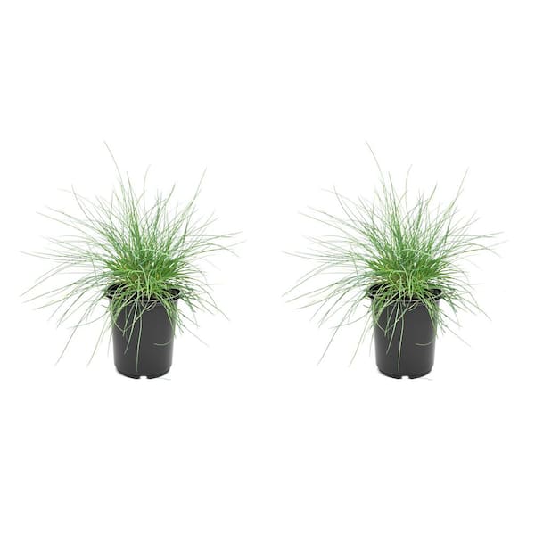 Unbranded 2.5 QT. Grass Festuca Boulder Blue (2-Pack)