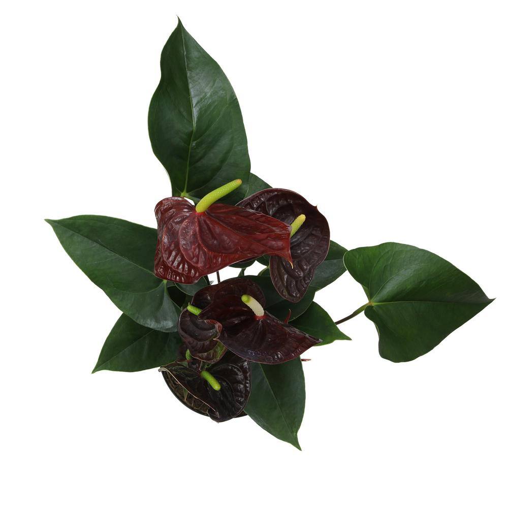 Chocolate Flamingo Anthurium in Black Grower Pot, 24" Tall