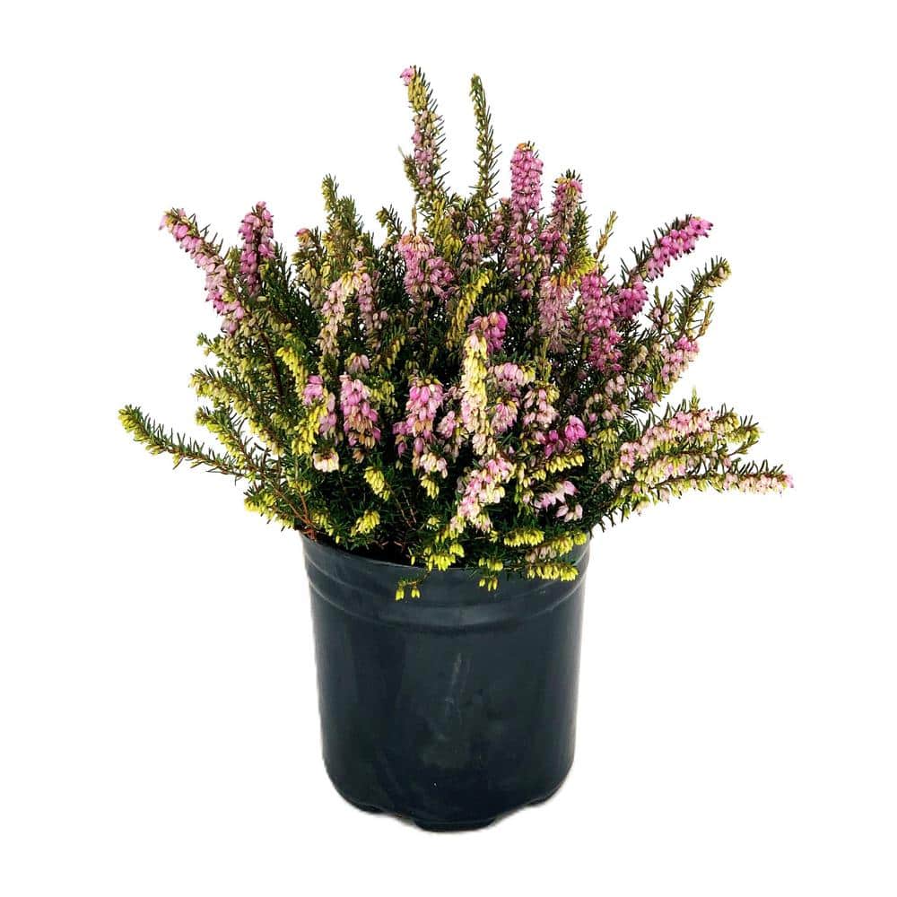 2.5 Qt. Mediterranean Pink Heather Live Shrub with Pink Flowers