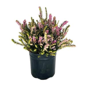 2.5 Qt. Mediterranean Pink Heather Live Shrub with Pink Flowers