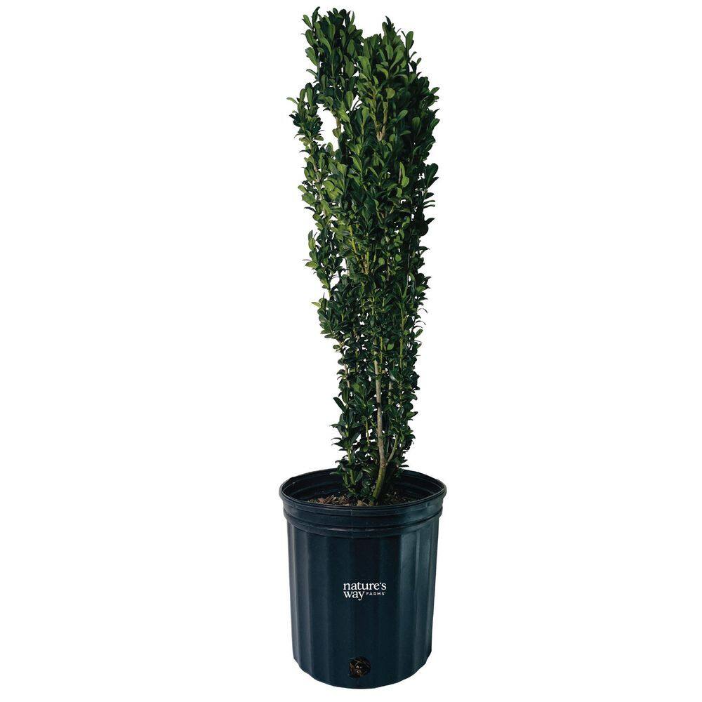 1.72 Gallon Sky Pencil Holly Hedge Shrub (1-Pack) price history on PriceWatchPro