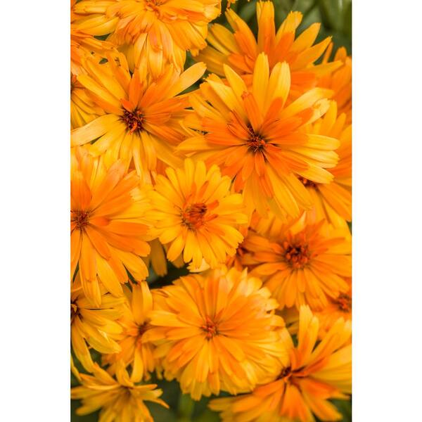 PROVEN WINNERS 4-pack, 4.25 in. Grande Lady Godiva Orange English Marigold (Calendula) Live Plants, Orange Flowers