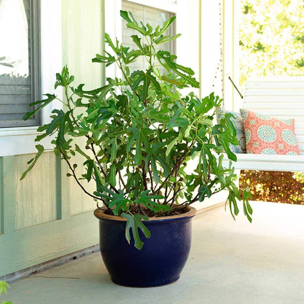 Little Miss Figgy Dwarf Fig Tree in 2.5 Quart Pot