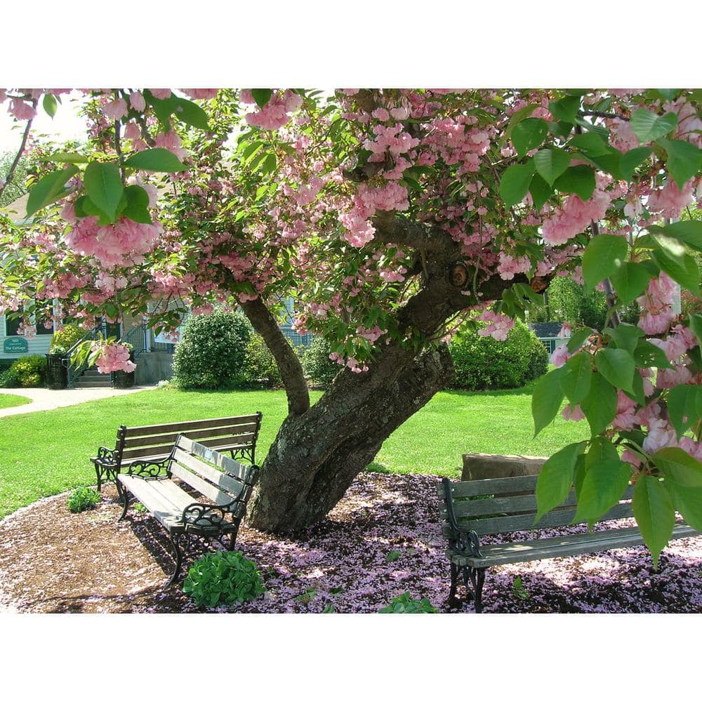Online Orchards Kwanzan Cherry Blossom Tree - Thumbnail 3