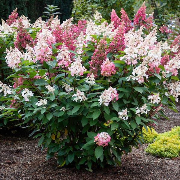VAN ZYVERDEN Hydrangea Candelabra 4 in. Potted Rocketliners (Set of 3 Plants)