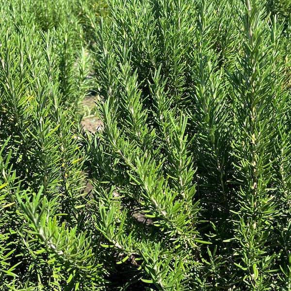 #1 Container Tuscan Blue Rosemary Shrub (4-pack)