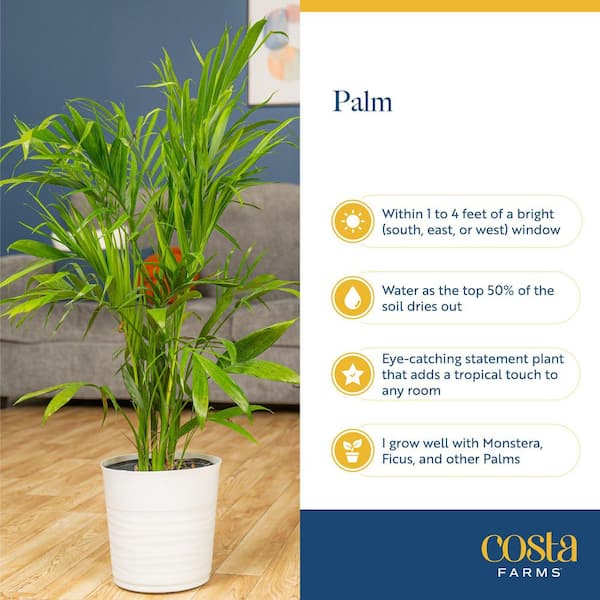Costa Farms 10 in. Cateracterum Indoor Palm (Cat Palm) Plant in Decor Weave  Basket Planter, Average Shipping Height 3-4 ft. Tall CO.CT10.3.CYL