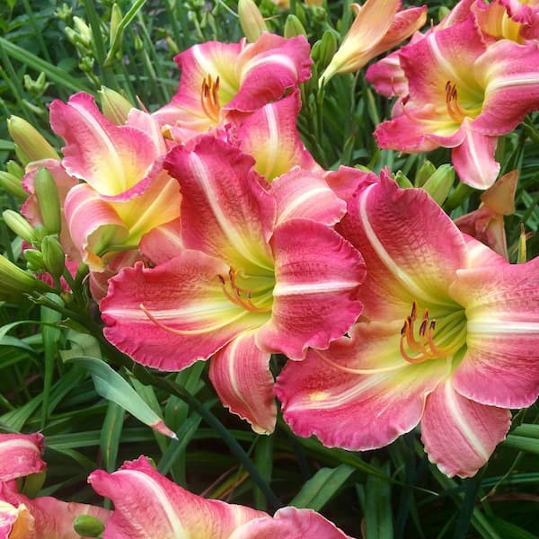 1-Year, Matrousjka Daylily Flower Bulbs (Bag of 20)