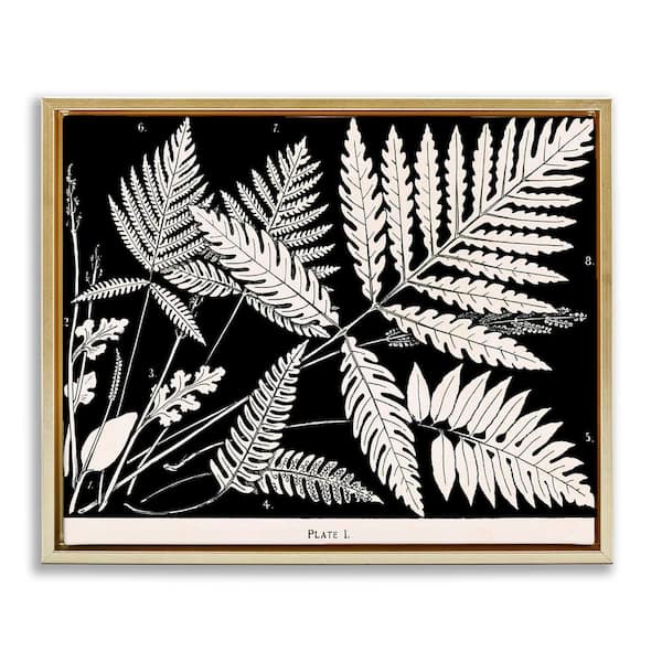 Stupell Industries Overlapping Ferns on Black by Phillipa Katz Gold Floater Frame Nature Graphic Art Print 25 in. x 31 in.