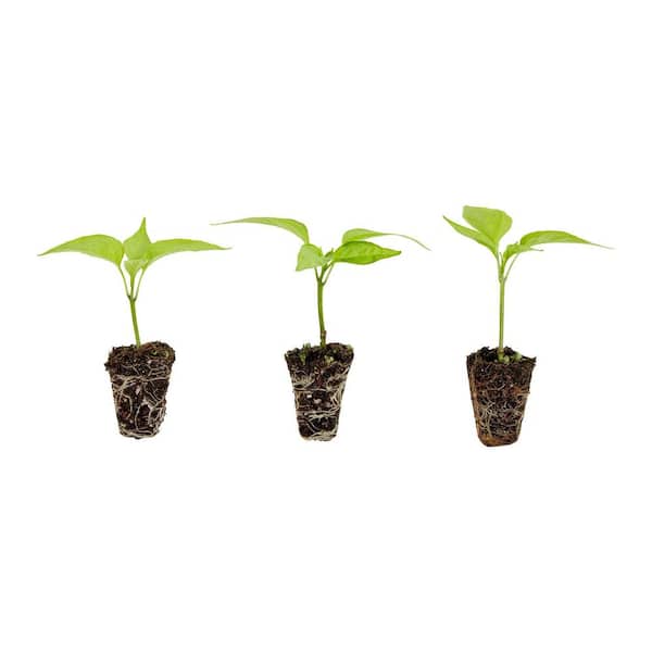Green Bell Pepper Plugs, 3 cubic in., 3-Pack, Sweet Bell Pepper Ideal for Raised Beds and In-Ground Gardens Live Plant