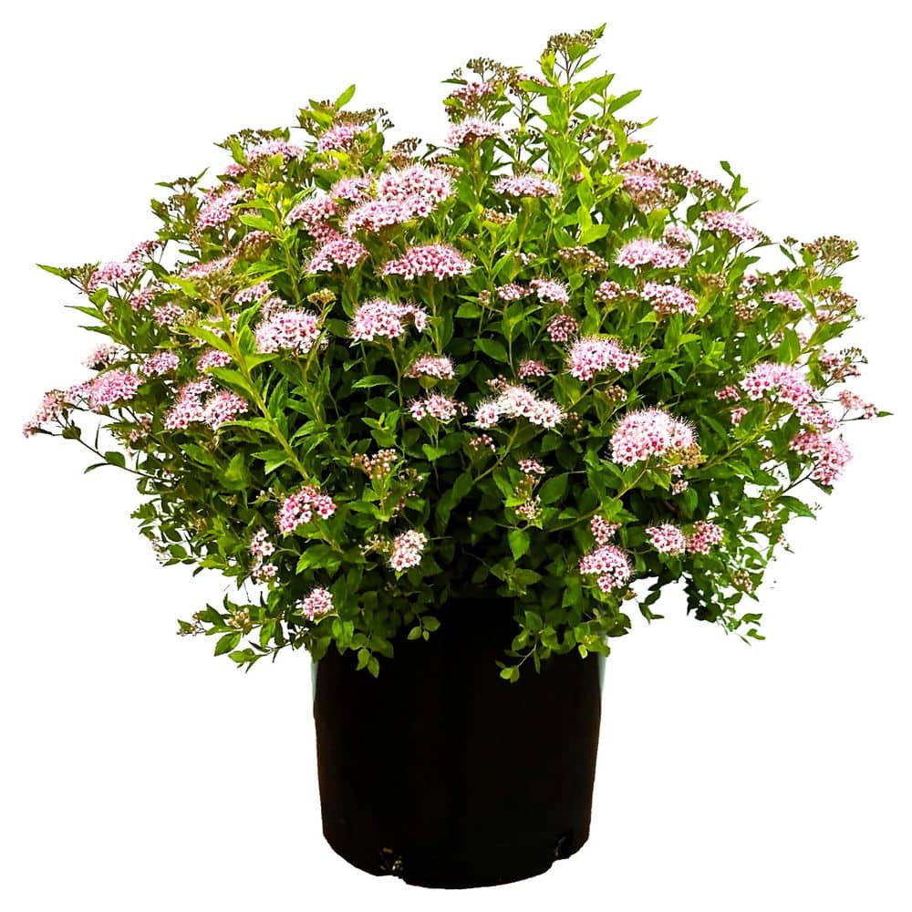 2.25 Gal. Little Princess Spiraea Live Shrub with Pink Blooms