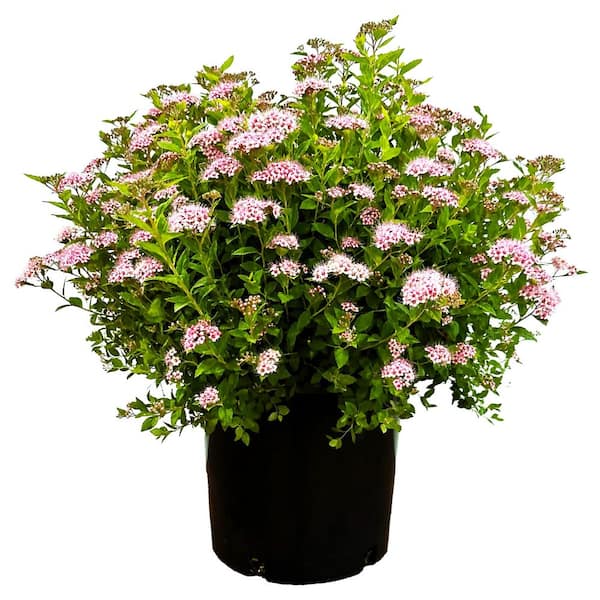 2.25 Gal. Little Princess Spiraea Live Shrub with Pink Blooms
