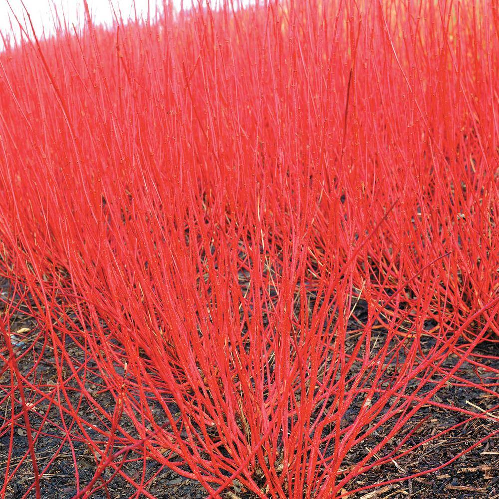 White and Red Variegated Dogwood Shrub in 2.25 Gal Pot