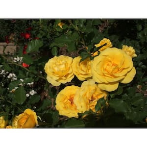 2 Gal. Sol Desire Floribunda Rose with Yellow Flowers
