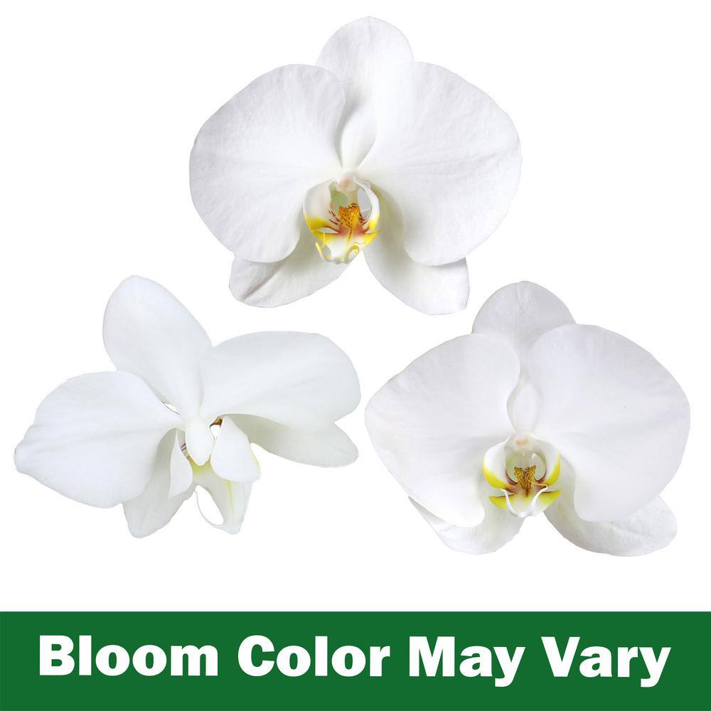 White Phalaenopsis Orchid in Ceramic Planter - Indoor/Outdoor Flower