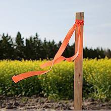 Cedar 16-Inch Garden and Survey Stakes Pack