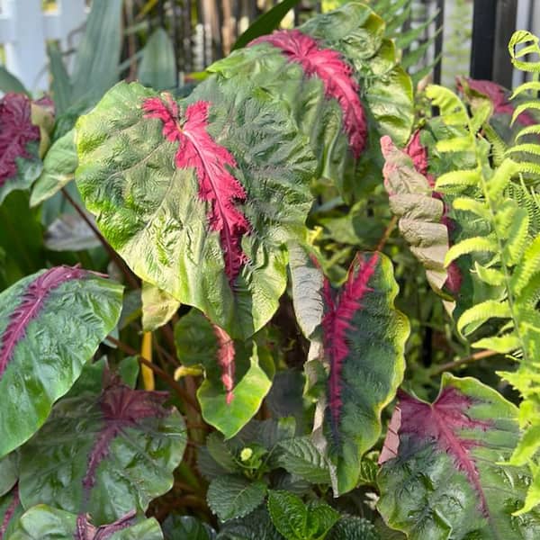 Garden State Bulb 7/9 inches, Colocasia Madeira Star Elephant Ear Bulbs (Bag of 5)