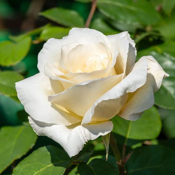 national PLANT NETWORK Bare Root Rose Pascali with White Flowers