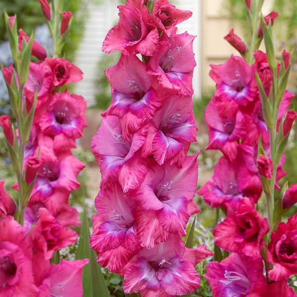 VAN ZYVERDEN Van Zyverden Gladiolus Large Flowering Lumiere Set of 12 Bulbs