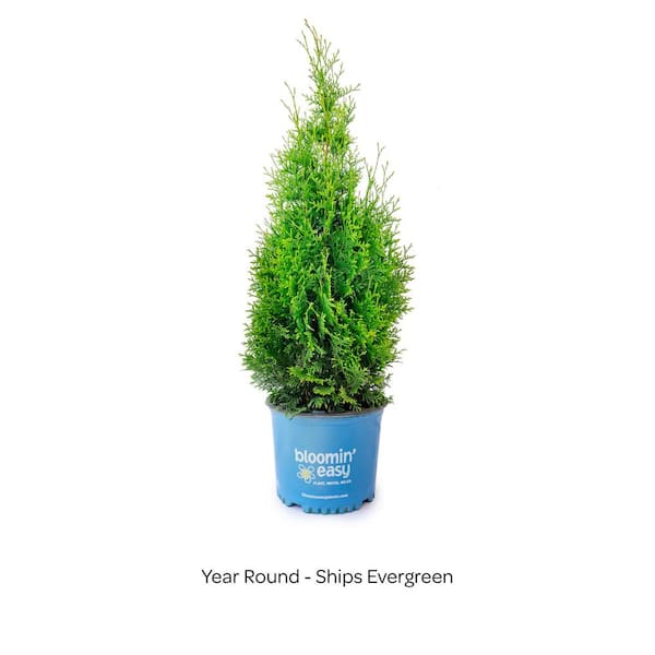BLOOMIN' EASY 2 Gal. Private Jet Abrovitae (Thuja) Live Shrub
