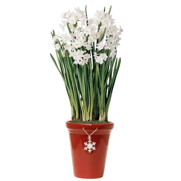 Van Bourgondien Ziva Paperwhite Narcissus Bulbs (15 to 17 CM / 25-Pack)