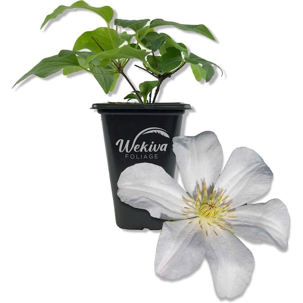 Wekiva Foliage Clematis Huldine-2 Live Starter Plants in 2 Inch Growers Pots-Starter Plants Ready for The Garden