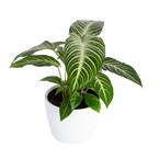Trending Tropicals Xanthosome, Caladium Lindenii Indoor Plant in 6 in. White Pot, Avg. Shipping Height 9 in. Tall
