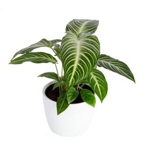 Trending Tropicals 6 in. Xanthosoma, Caladium Lindenii Plant in White Pot