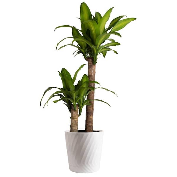 10in Dracaena Mass Cane 2 plants per pot In Deco Pot