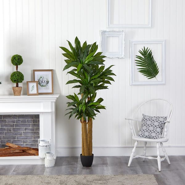 inkarho rhododendron erfahrungen Inkarho Evergreen Rhododendron Shrubs| Spring Hill Nurseries