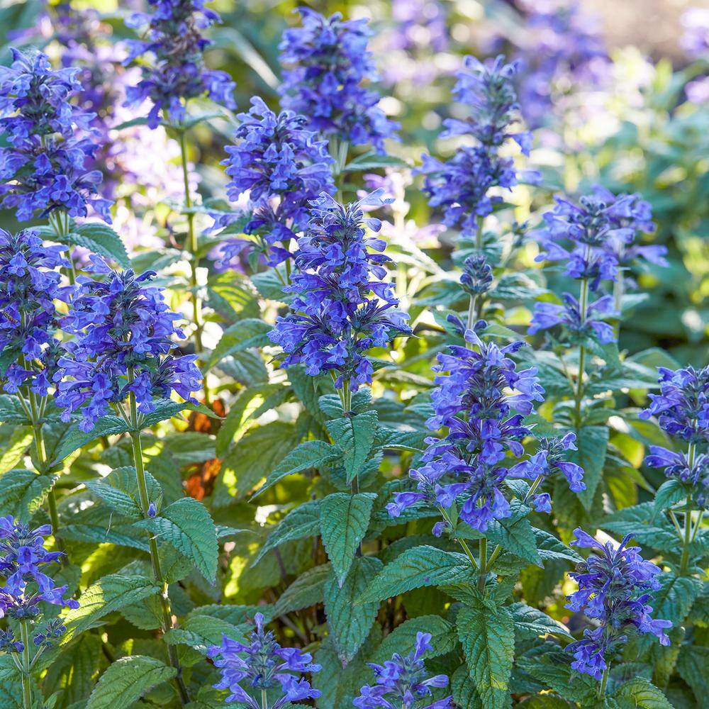 Spring Hill Nurseries Neptune Catmint Nepeta Dormant Bare Root 