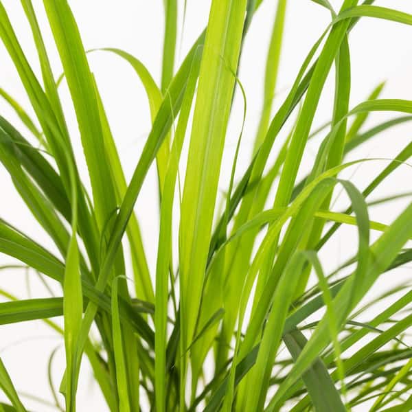 1 Gal. Lemon Grass Green in Decorative Planter Annual Plant (1-Pack)