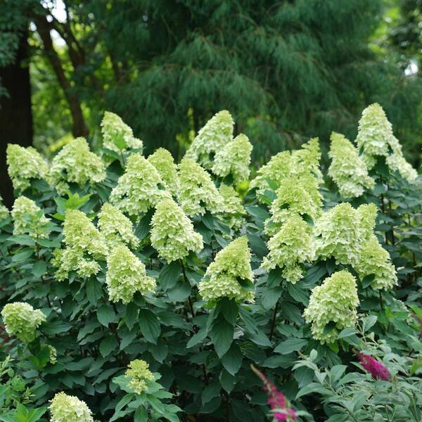 Buy 2 Gal. Limelight Prime Hydrangea Shrub with Green to Pink Flowers ...