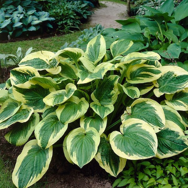 VAN ZYVERDEN Hosta Twilight (Set of 3 Roots)