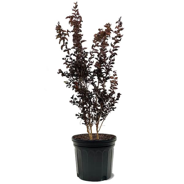 Mystic Magenta Crape Myrtle Dark Leaf Pink Flowering Ornamental Tree