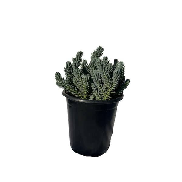 Cesicia Blue Spruce Stonecrop Plants in Separate in Pots (3-Pack)