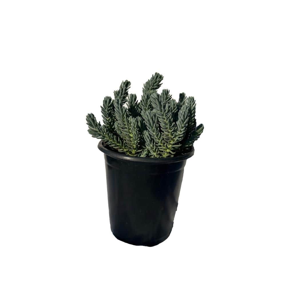 Cesicia Blue Spruce Stonecrop Plants In Separate In Pots 3 Pack W FXO   Succulent Plants W Fxo 88 64 1000 